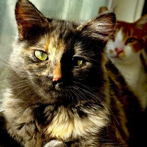 Meet your Posher, Paula